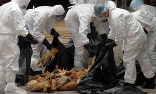 Health workers pack dead chickens in Hong Kong. 