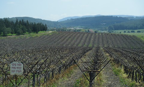 Elah valley vineyard