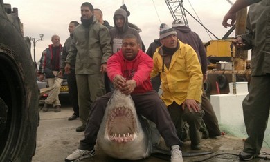 Half-ton shark caught in Acre (www.sonara.net)