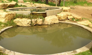 Ein Hagvura natural spring in the West Bank - Photo by Sharon Udasin