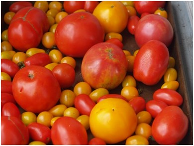 Farmers market tomatoes (Gayle Squires)