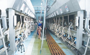 Belarusian milking parlor
