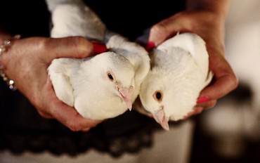 Doves used as part of wedding ceremony (Assaf Sultan)