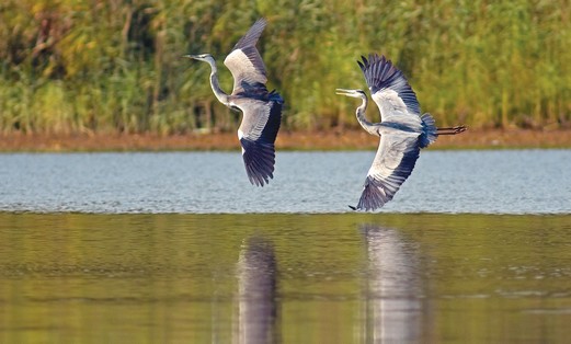 The grey heron is a wading bird that prefers water habitats (ITSIK MAROM)