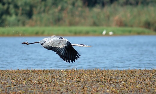 The grey herons will remain in Israel until spring (ITSIK MAROM)