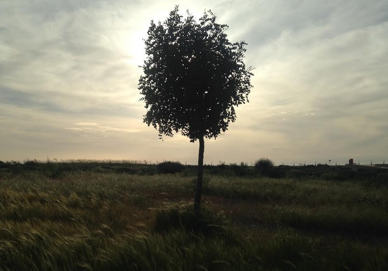 Young Carob tree, Park Ariel Sharon