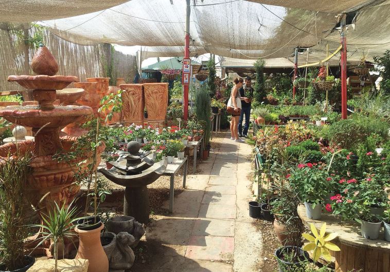 The greenhouse and nursery of Asad al-Asad in Lakiya where traditional health remedies are cultivated and sold