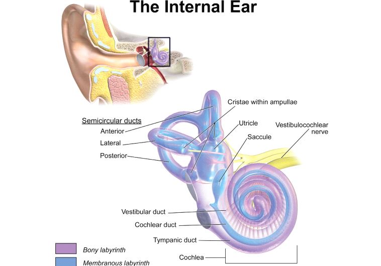 Anatomical view detailing the fragile components of the human inner ear