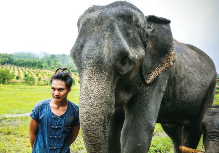 A mahout posing with his elephants at the Lanna Kingdom Elephant Sanctuary in Chiang Mai (photo credit: GUY YECHIELY)