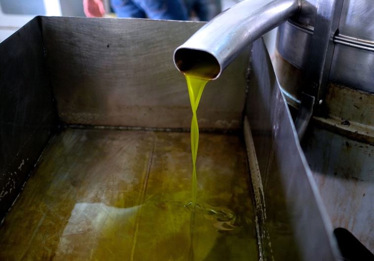Freshly produced olive oil at an olive press in the village of Jit (Shaina Shealy)
