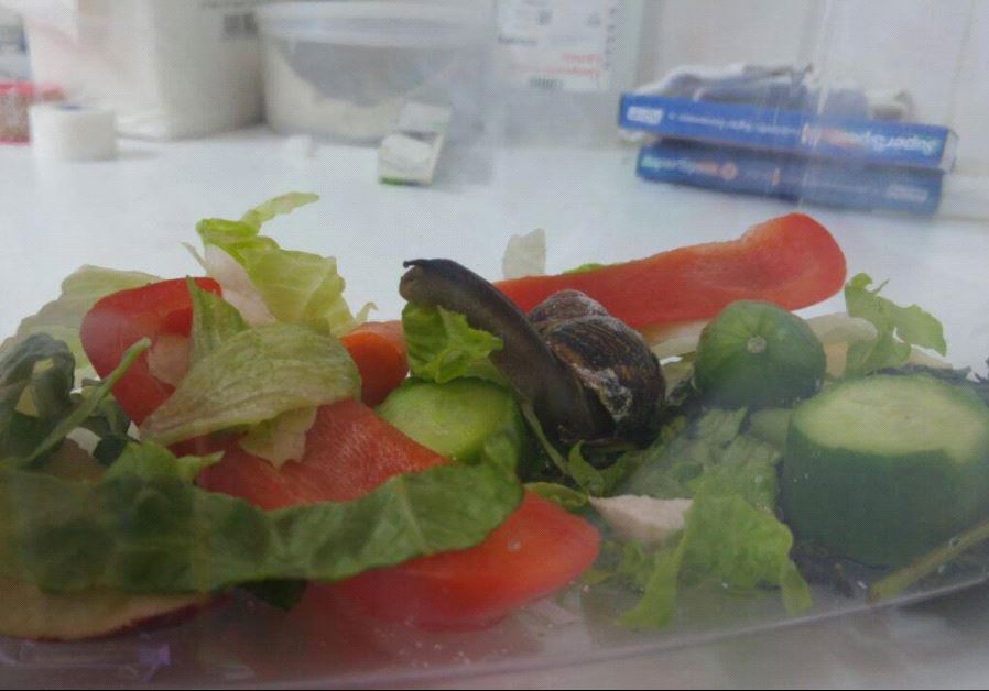 Shevy the Snail recuperating at Haclinica Veterinary Clinic in Tel Aviv (photo credit: HACLINICA VETERINARY CLINIC)