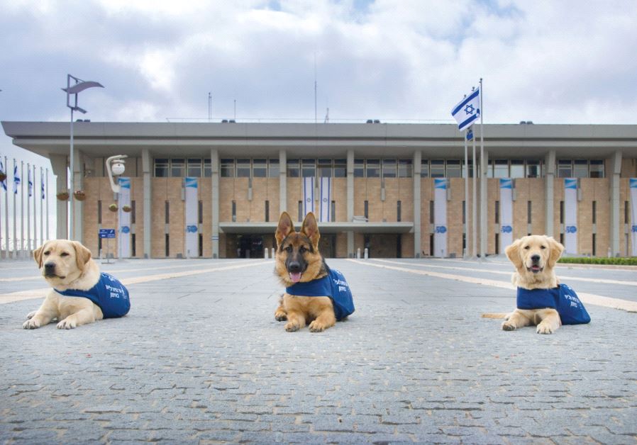 Guide dogs  (photo credit: ELI BEN BOHER)