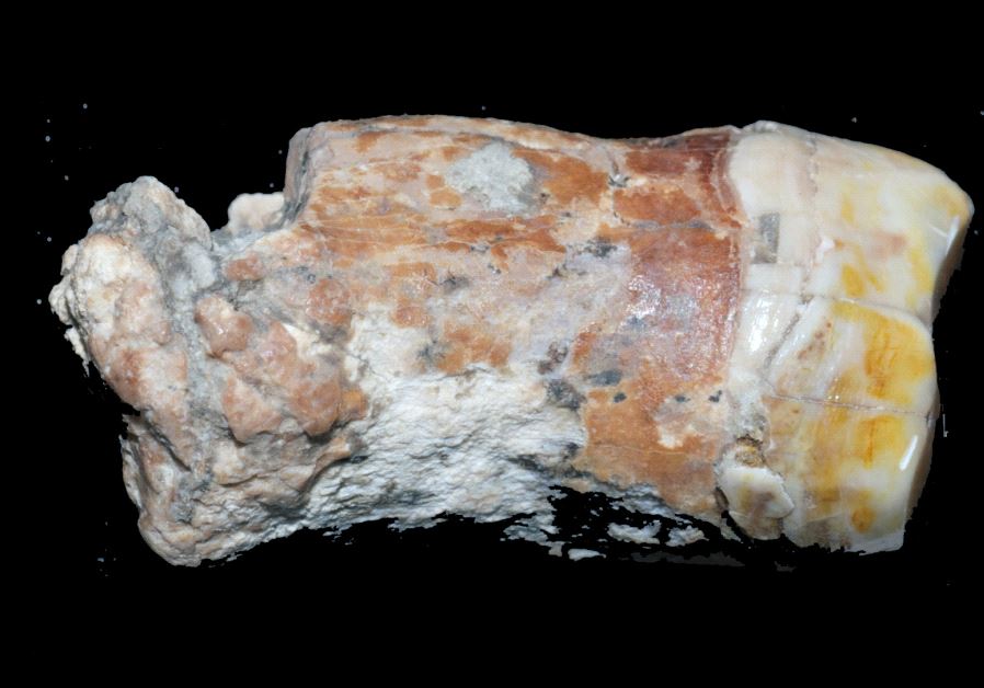 A Neanderthal tooth studied by researchers. (credit: Erella Hovers/Hebrew University of Jerusalem)