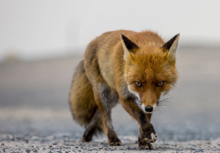Fox