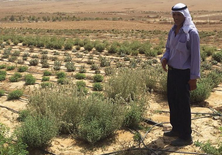 Desert traditions Israel News Jerusalem Post