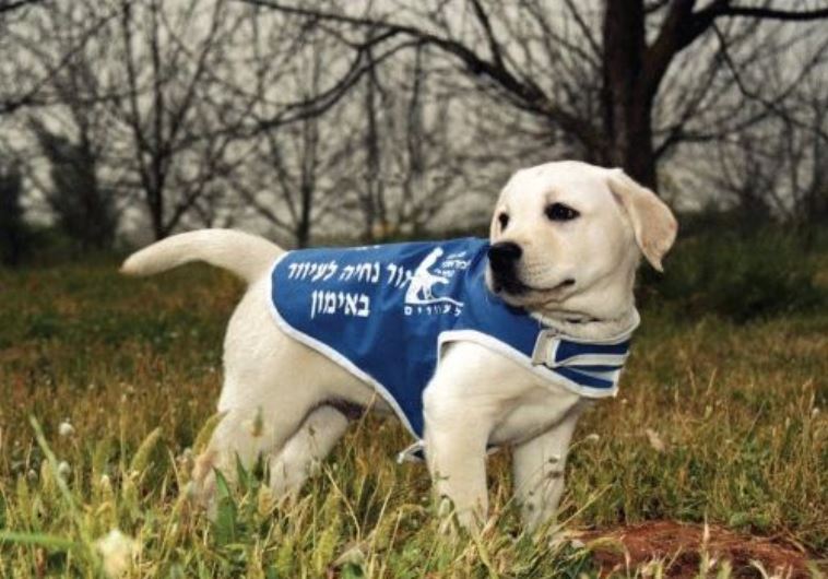 Is your dog Jewish? In Jerusalem Jerusalem Post