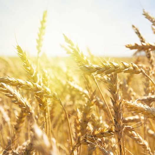 Israeli firm Grace Breeding brings hope for eco-friendly agriculture - Vimarsana News