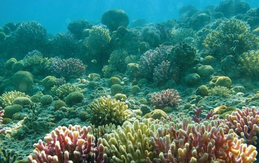 What could sea creatures teach us about engineering? - Vimarsana News