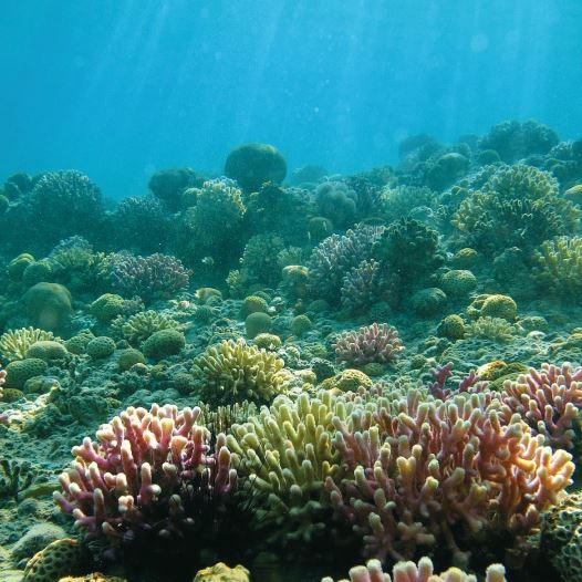 Eilat's Coral Beach Nature Reserve has stunning reefs and an abundance of marine and fish life. (credit: NATIONAL NATURE AND PARKS AUTHORITY)