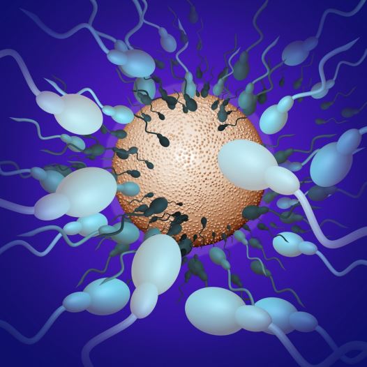 Sperm (illustrative) (credit: INGIMAGE)