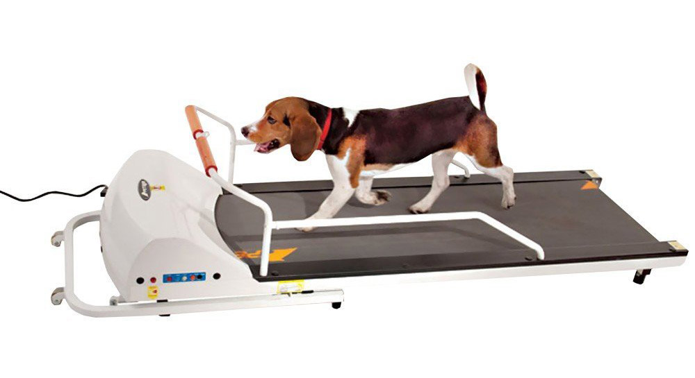 8 Best-Reviewed Dog Treadmills on the Market Today - The ...