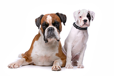 Dog Lovers: Know The Best Dog Foods for Boxer Breed Dogs/Puppies - The