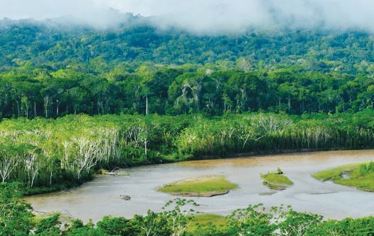 Peruvian jungle (credit: Wikimedia Commons)