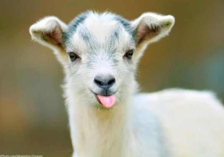 Baby goat (credit: MAXIMILLIAN POGONY)