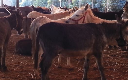 A safe haven: Donkeys in the Gan Yoshiya sanctuary