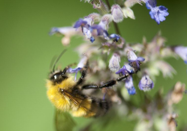 Honeybee (credit: ING IMAGE/ASAP)