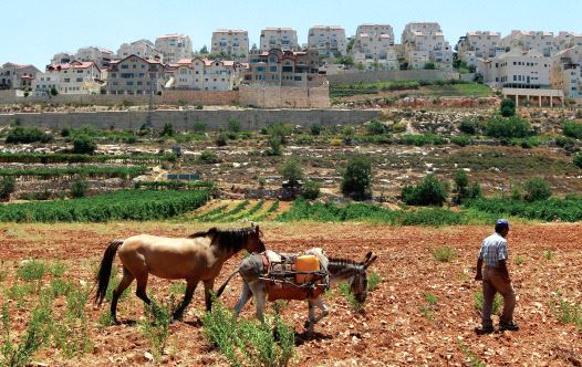 Man, horse and donkey walking outside of Efrat