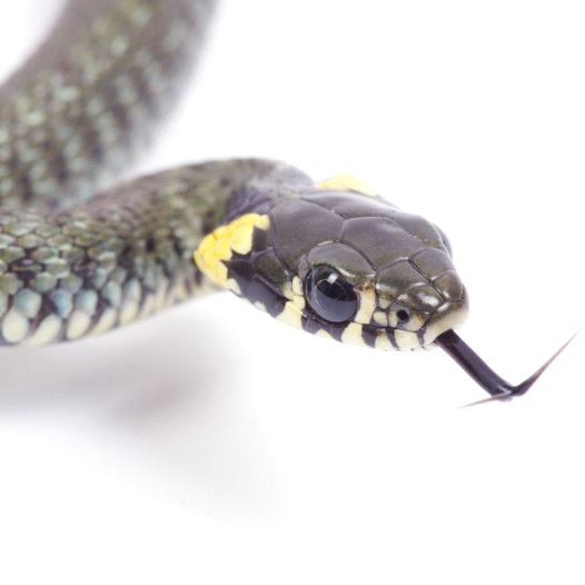 Snake (illustrative) (credit: ING IMAGE/ASAP)