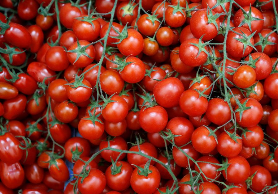 Tomatoes (credit: REUTERS)
