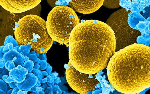 Bacteria (illustrative) (credit: REUTERS)