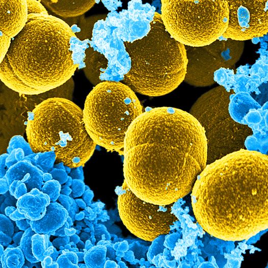 Bacteria (illustrative)