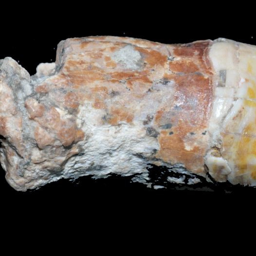 A Neanderthal tooth studied by researchers