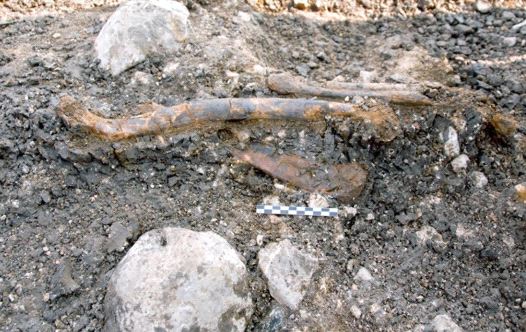 The Neanderthal lifestyle: archeological insights from Valencia - Vimarsana News