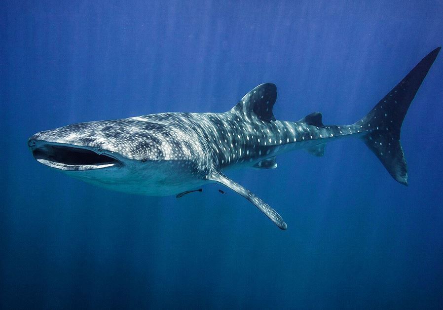 Whale shark swims in the Gulf of Eilat
