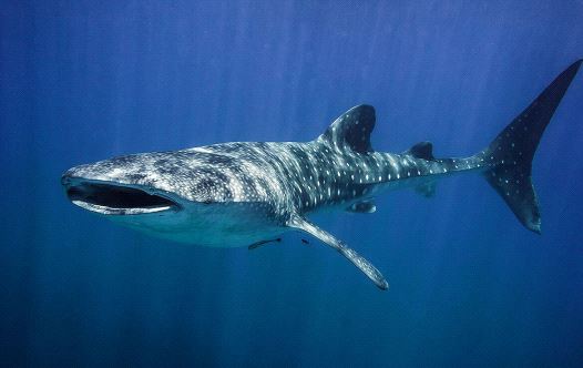Whale shark swims in the Gulf of Eilat (credit: OMRI YOSSEF OMESSI/NATURE AND PARKS AUTHORITY)