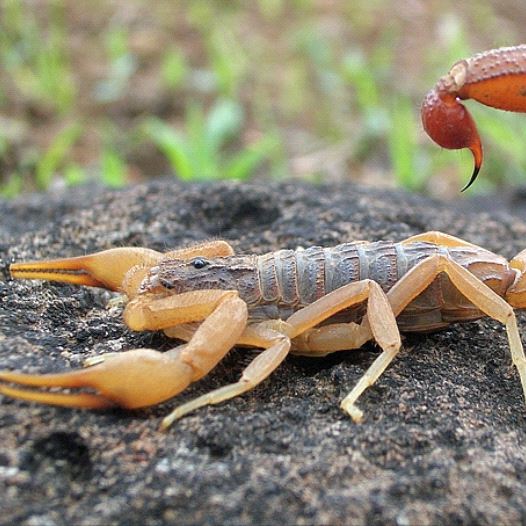 Hottentotta tamulus, the Indian red scorpion from Mangaon, Maharashtra, India