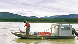 A fisherman pulls in a salmon on the Yukon River. 