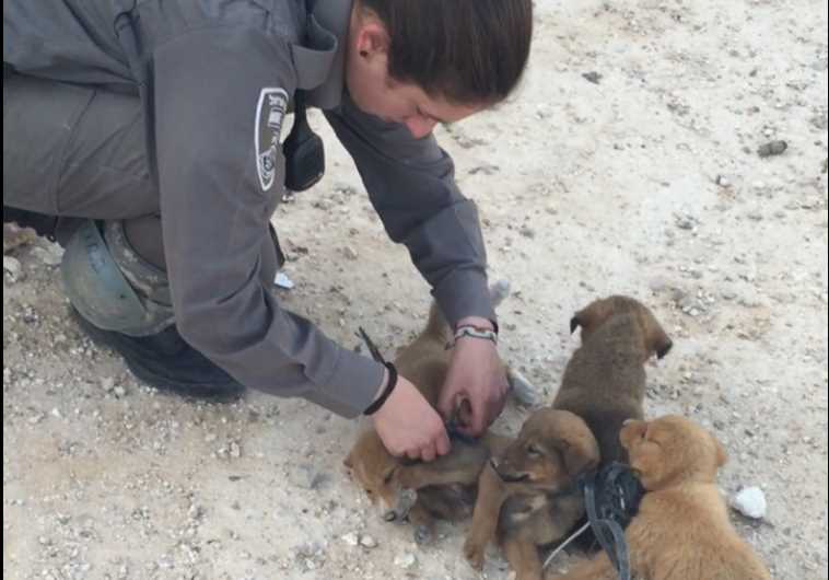 Watch: Border Police rescue abandoned puppies tied to one another near ...