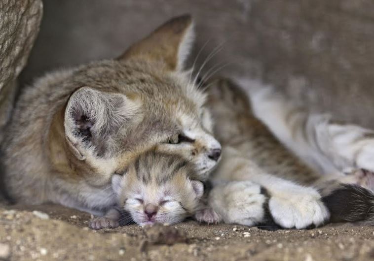 Rotem the sand cat with her litter