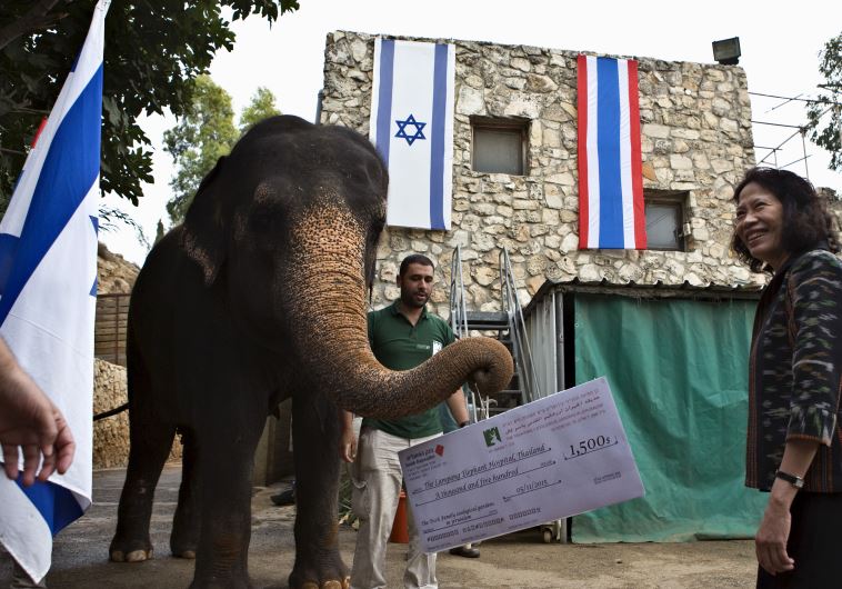 Thai ambassador receives 'gift' from an elephant at Jerusalem zoo