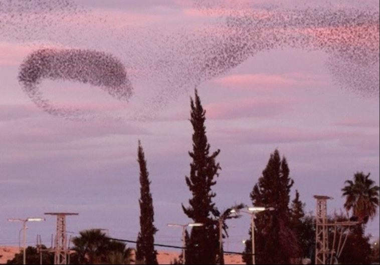 Swoop, pivot and soar - starlings embrace the southern Israel sky‏