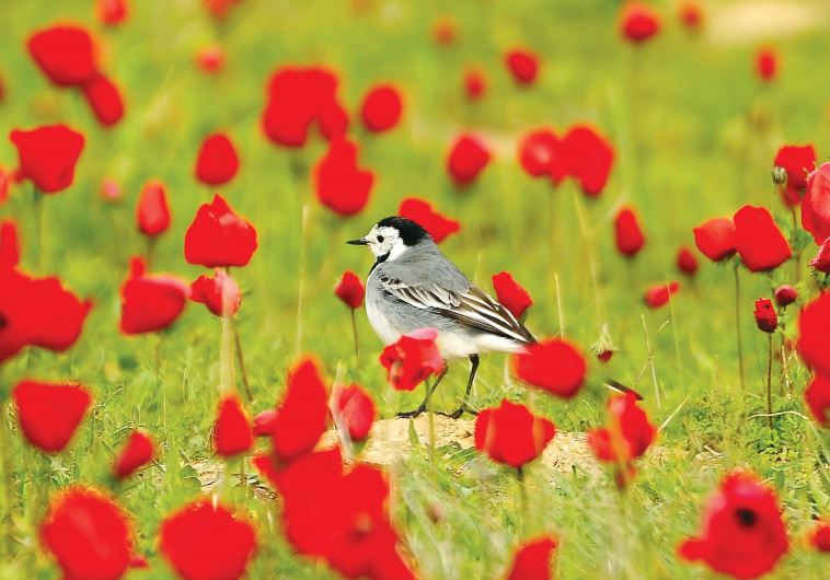 Red anemones at Darom Adom