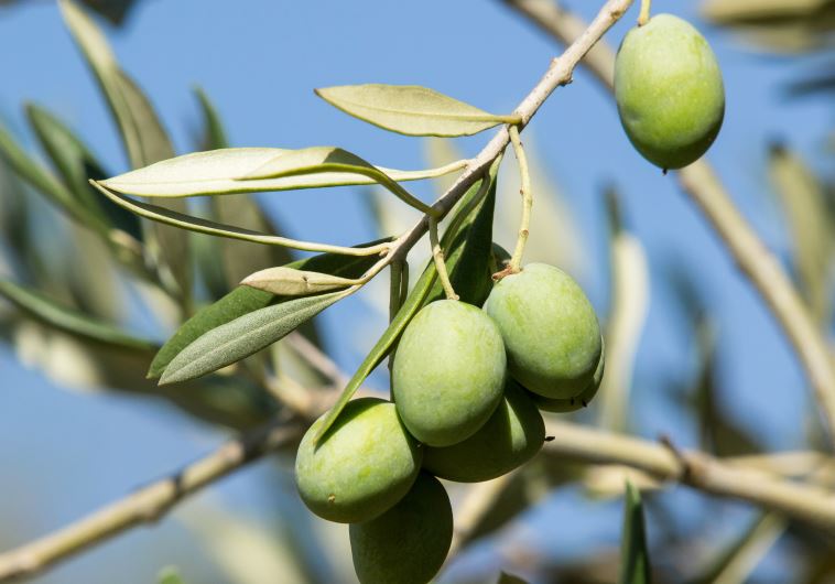 Olive tree