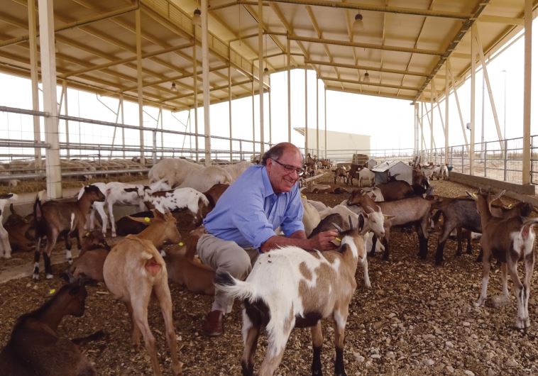 Michael Ben-Eli in the goat pen at Wadi Attir, his sustainability project in the Negev
