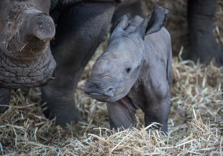 baby white rhino