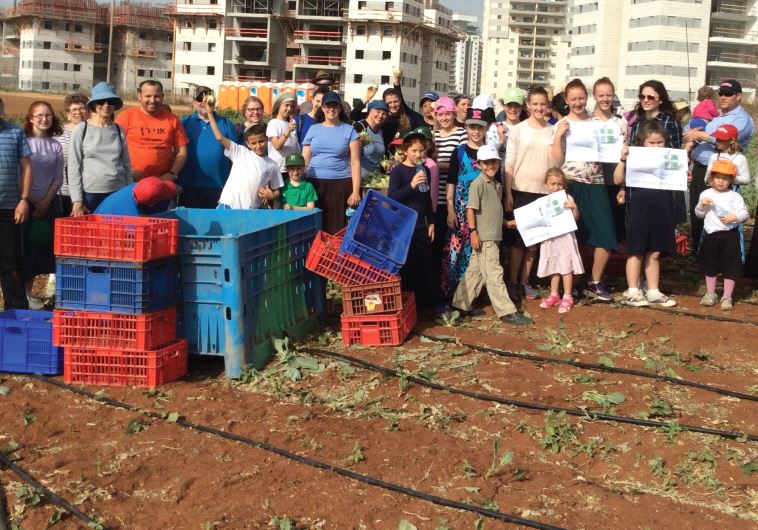 A GIFT-organized trip to Leket Israel last Passover, where participants – who included parents and grandparents; Israelis and tourists; singles and families – picked kohlrabi